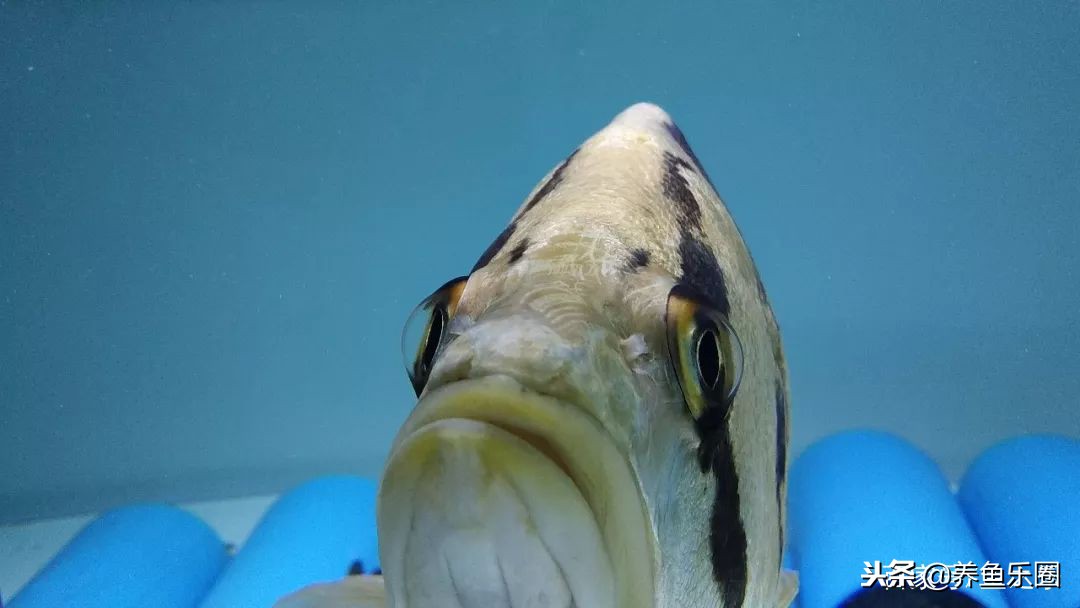 这位土豪家的渔场,光滤材就花了500多万,你确定不要见识一下?