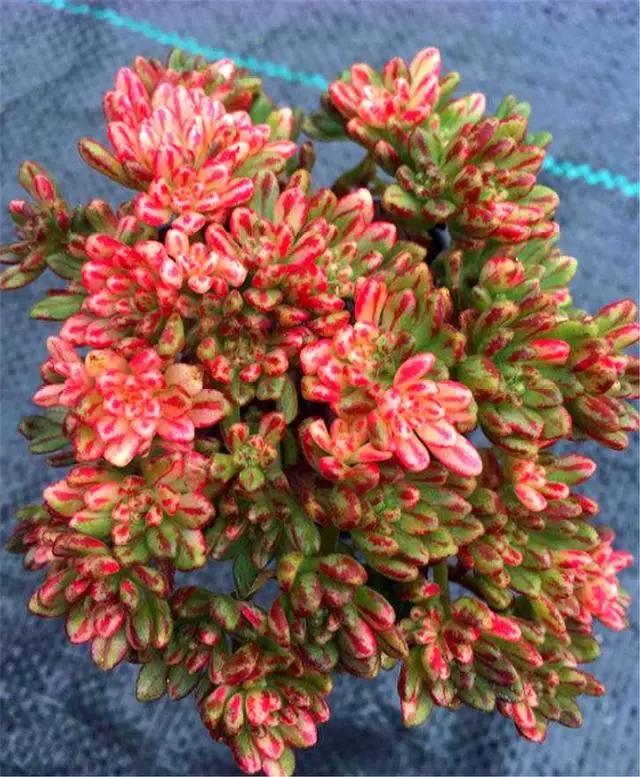 易群生的多肉,多肉小巧易群生