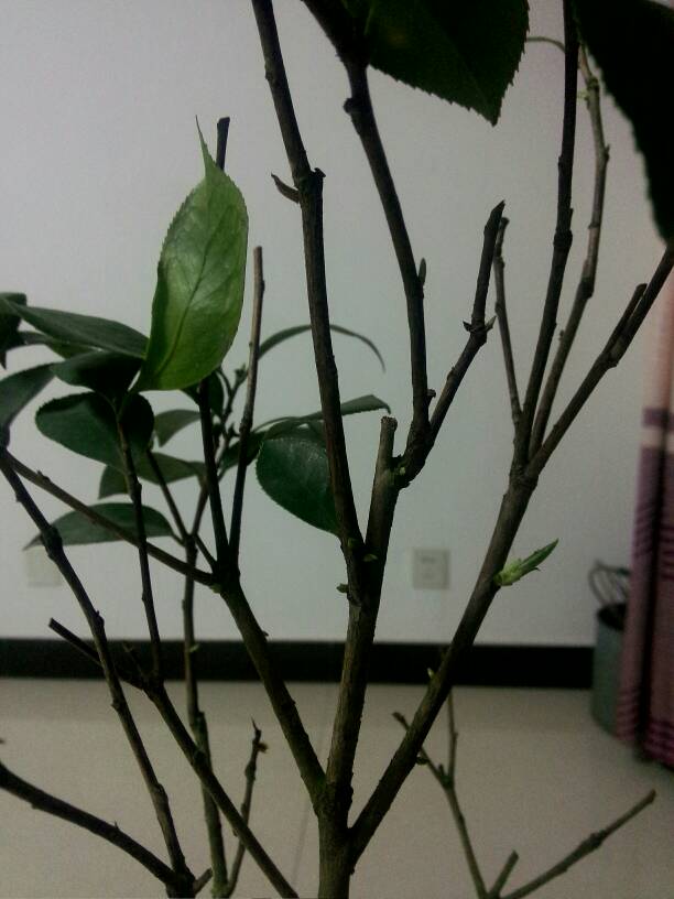 怎么能让茶花起死回生,茶花的黄叶掉叶有什么办法