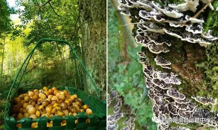 南昌现代庄园别墅,滨江庄园南昌