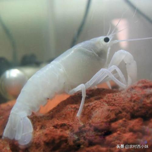 新手买观赏虾最好养殖什么,观赏虾的养殖方法和注意点有哪些