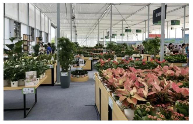 花木城：让盆景走进千家万户，尽显芳华