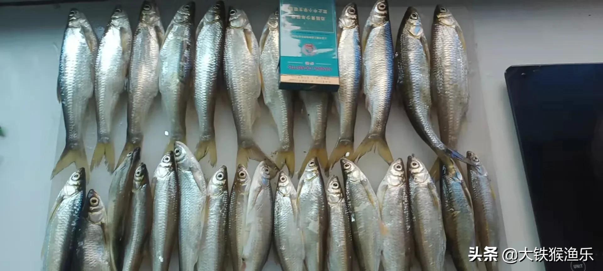 秋天小杂鱼闹窝钓鲫鱼绝招,野钓杂鱼闹窝的最佳方法