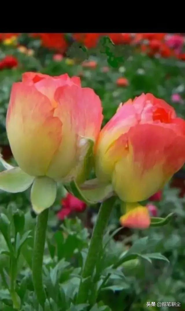 #情感诗文#原创《你若开心,我的爱便一如既往》