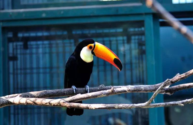 这才是上海最好的牛肉面,近期上海最牛的区