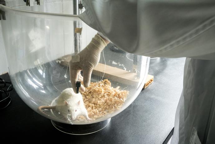 人参归脾丸的十大神奇功效,人参肽神奇功效