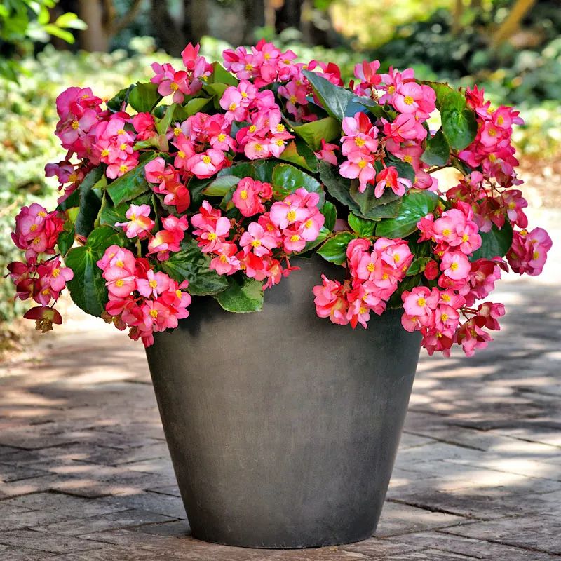 去花市买花千万别买这4种花,春天逛花市5种花千万别买