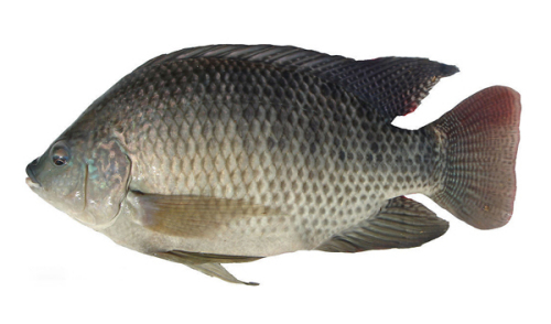 罗非鱼链球菌防治方法,罗非鱼菌病怎么预防