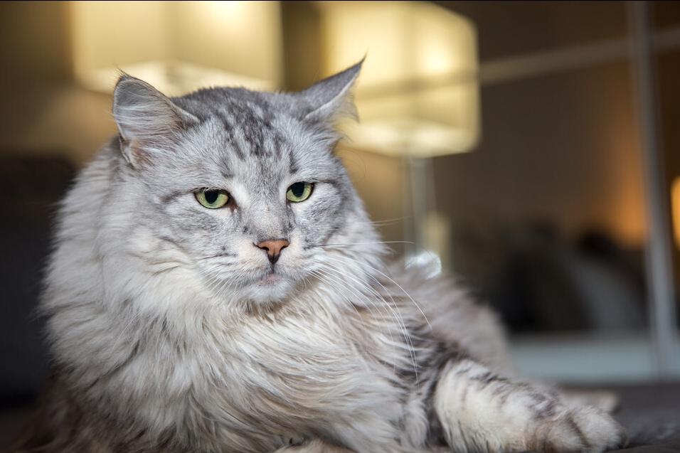 饲养猫咪必备的常用药品,怎么给猫咪饲养环境消毒