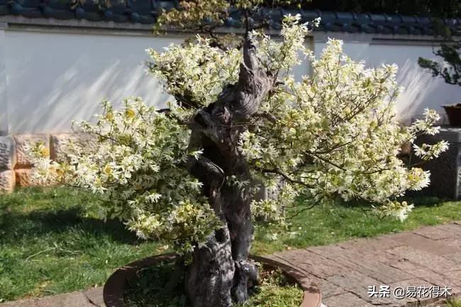 白檵木盆景图片欣赏,异形白花檵木盆景
