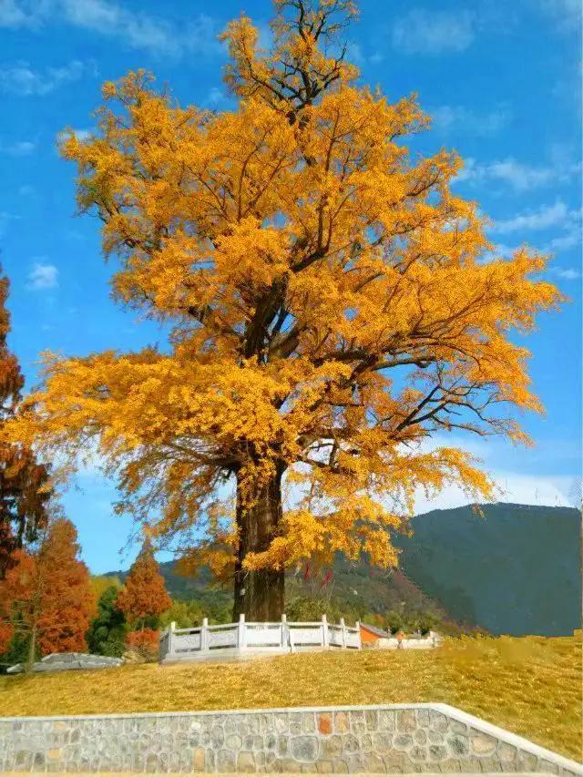 全国林草生物多样性保护成就展,林业生物多样性保护