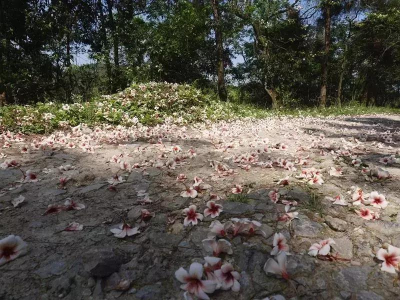 再过2天!仁寿森林音乐节来了,桐子花开满山头,粉白若雪!