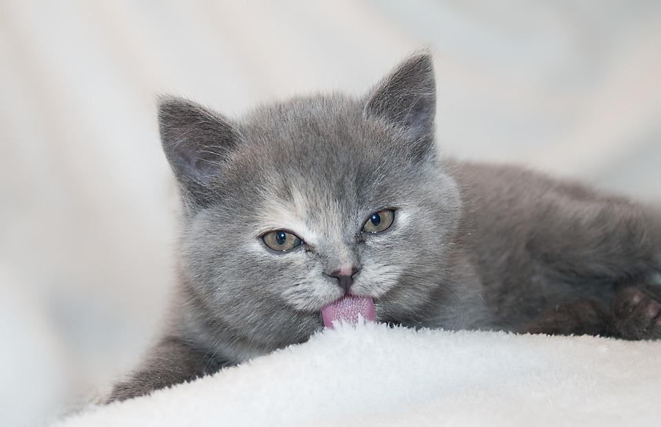 新手铲屎官养猫必备清单,养猫必备神器猫咪用品超便宜