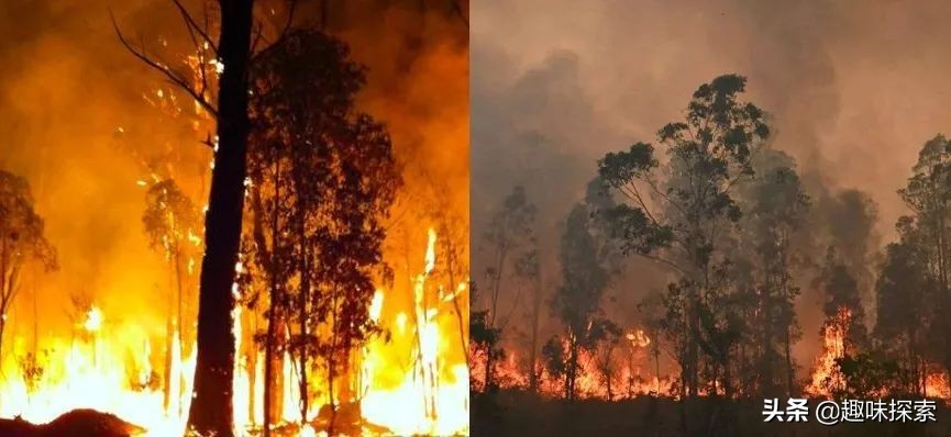 澳大利亚桉树怕火烧吗,火灾后的澳大利亚