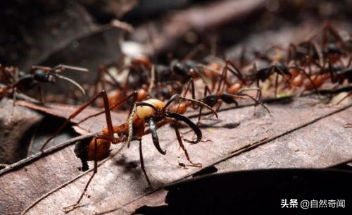 亚马逊十大凶猛植物,巴西亚马逊热带雨林动植物