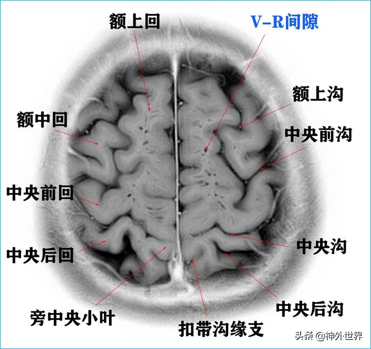 脑解剖学讲解视频全集,脑功能解剖学习