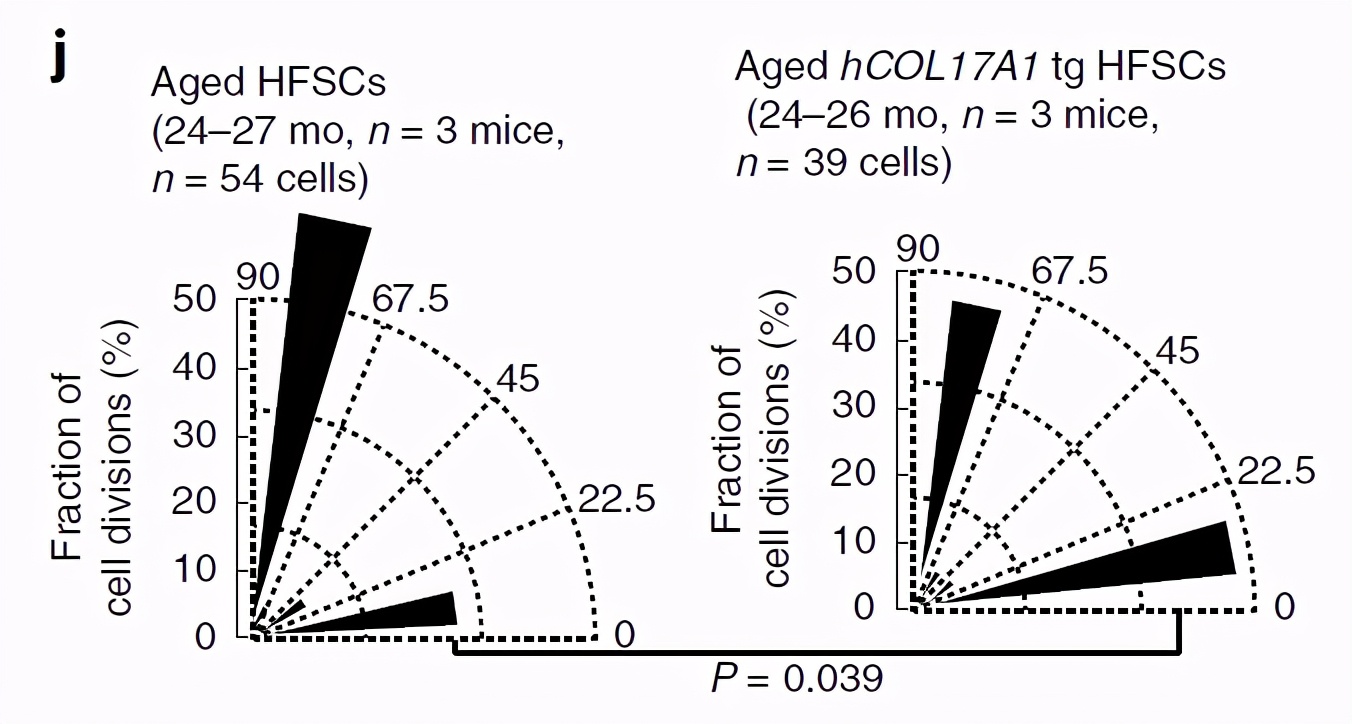 秃头的真相：毛囊干细胞分裂的改变导致，启发了脱发治疗新方法