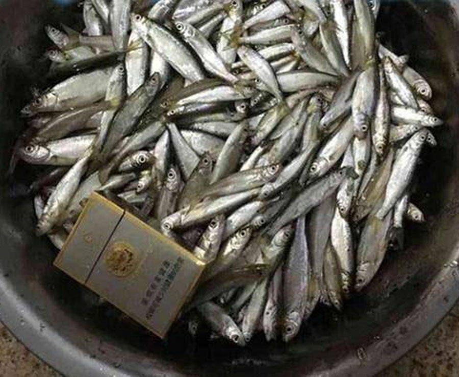 钓白条怎么防止鱼吞钩,白条闹窝对付办法