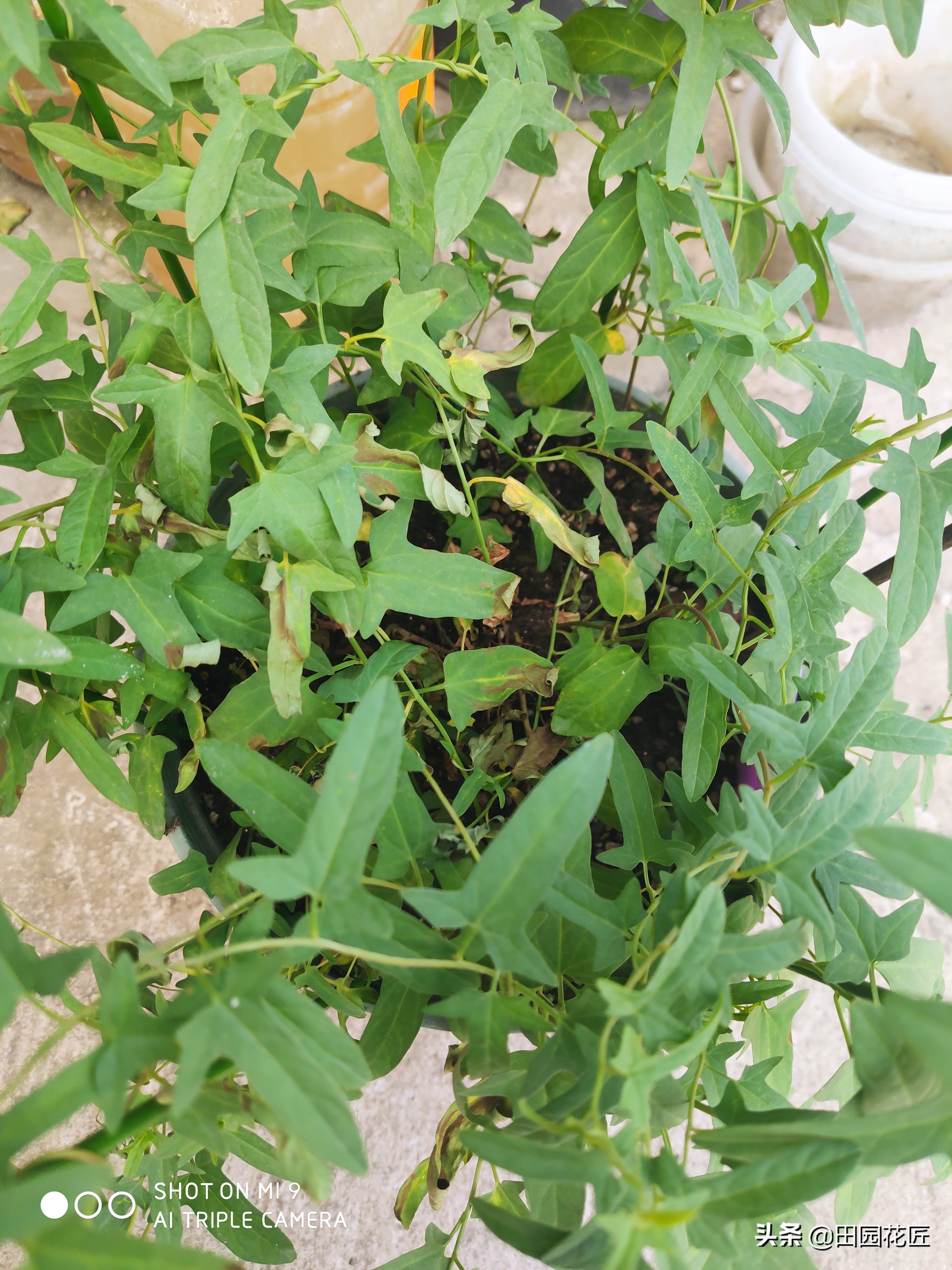 牡丹掐枝黄叶的处理方法,缠枝牡丹叶子发黄怎么处理