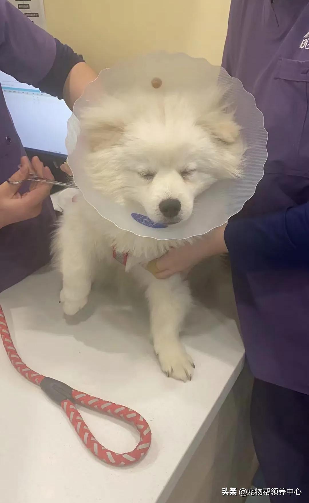 狗狗被*养送**期间患上细小，前主人却说：存活几率很小，别治了…