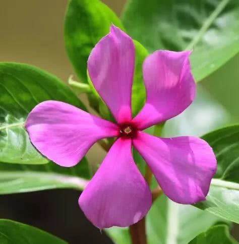 你家喜欢养的这种花居然有毒？不要放室内，更不要让小孩接触