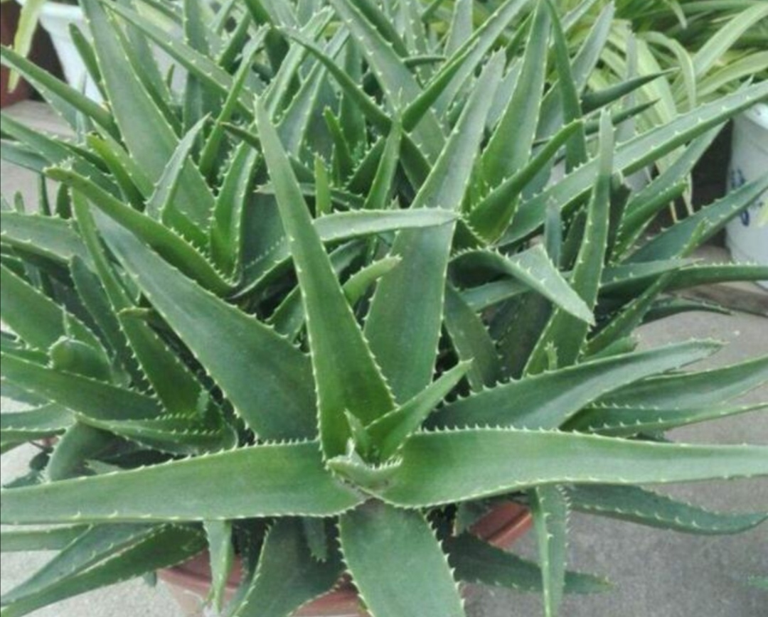 室内净化空气好养活的花草,室内净化空气的最佳植物花卉