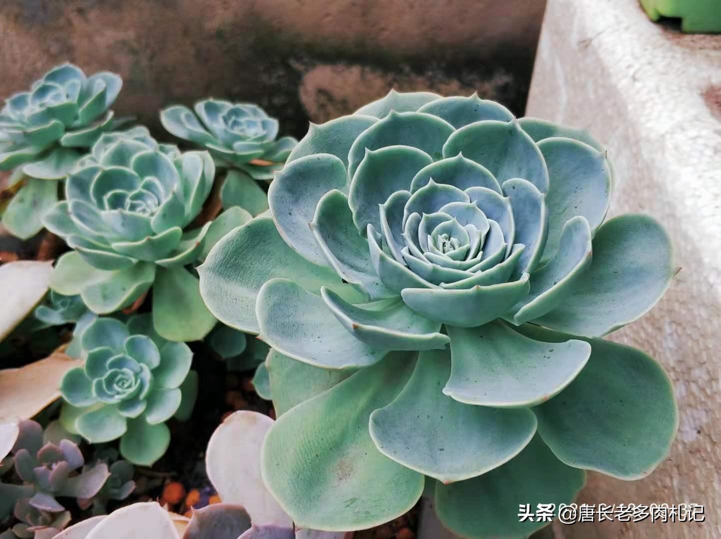 玉蝶夏季能不能摘心,怎么给多肉玉缀换盆