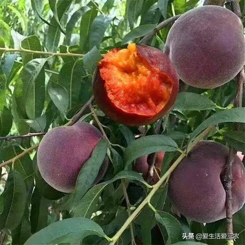 优质农产品黑桃,中华黑桃王的优缺点