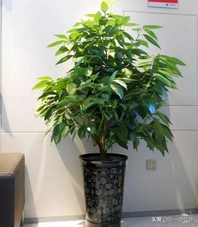 搬家入新宅适合送什么植物,搬家送礼物送什么盆栽最合适