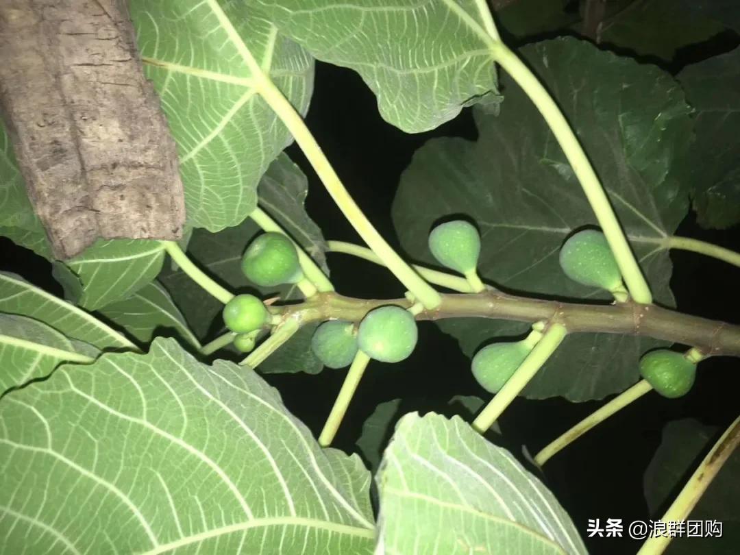 好吃无花果品种,丰产好吃的无花果推荐
