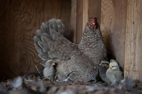 不用农药,让超1000种动植物生态平衡,这次美国人真的做到了