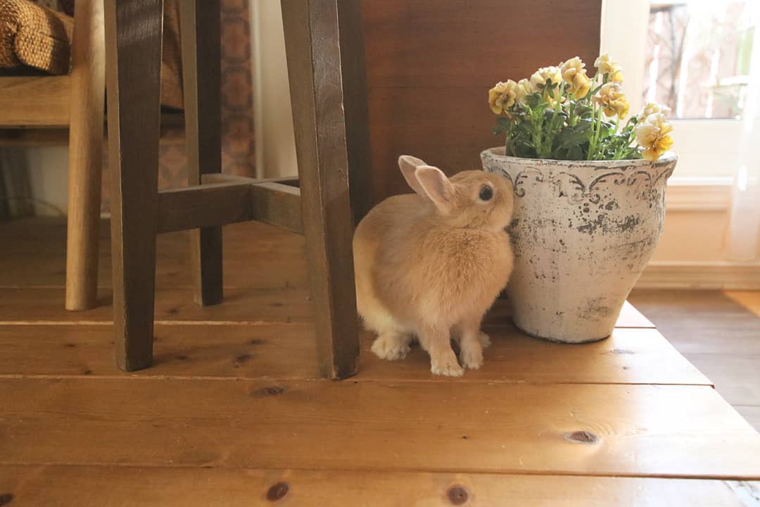 顶层带20平米左右的阁楼房子,有阁楼的挑高房子