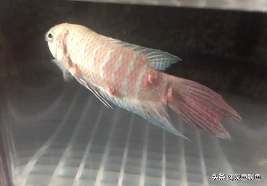 斗鱼破损能长好吗,斗鱼鳍坏了怎么恢复