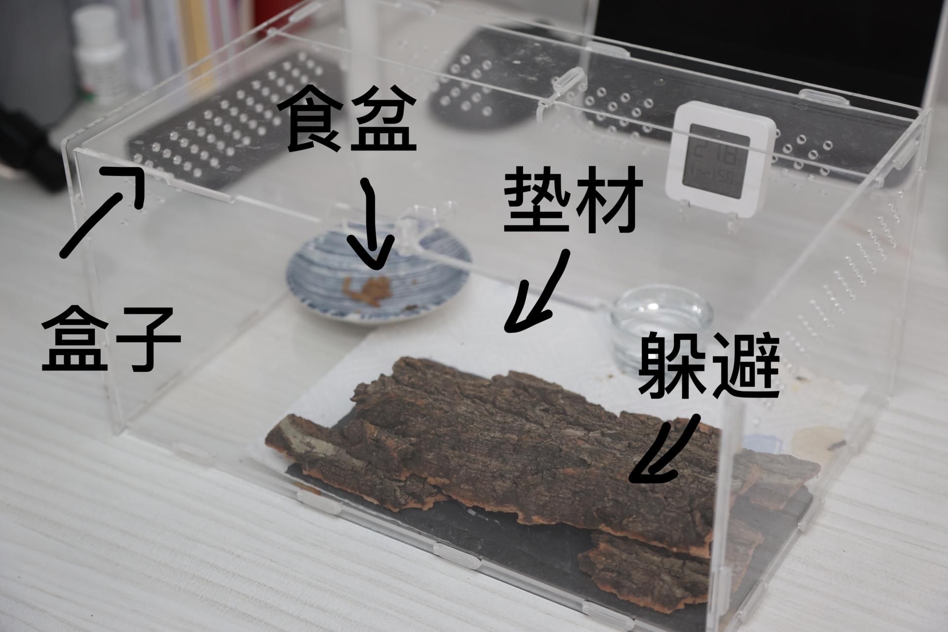 怎么养爬宠守宫,爬宠守宫怎么养