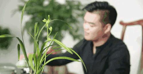 每日一品七律,每日一品茶叶