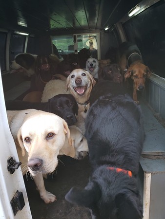 可爱的狗狗去上学,宠物狗狗去学校上学