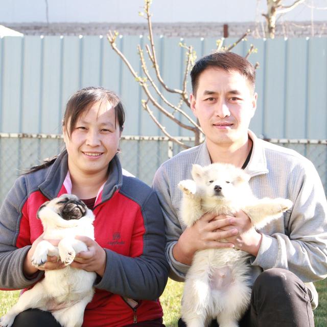 长毛阿拉斯加怎么训练,长毛阿拉斯加