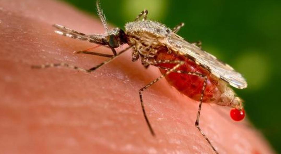 驱蚊虫最好的2种花,家里养什么花蚊子最怕