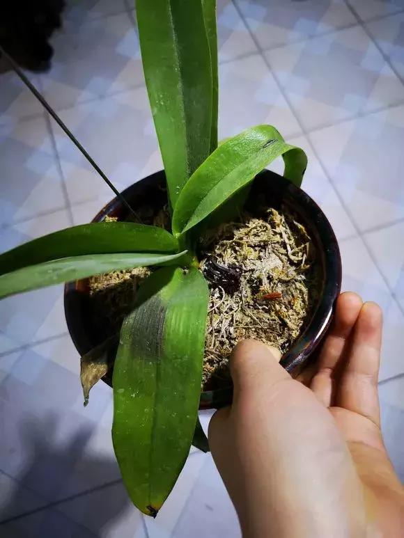 花儿黄叶烂叶怎么办,花儿叶子发黄用什么药