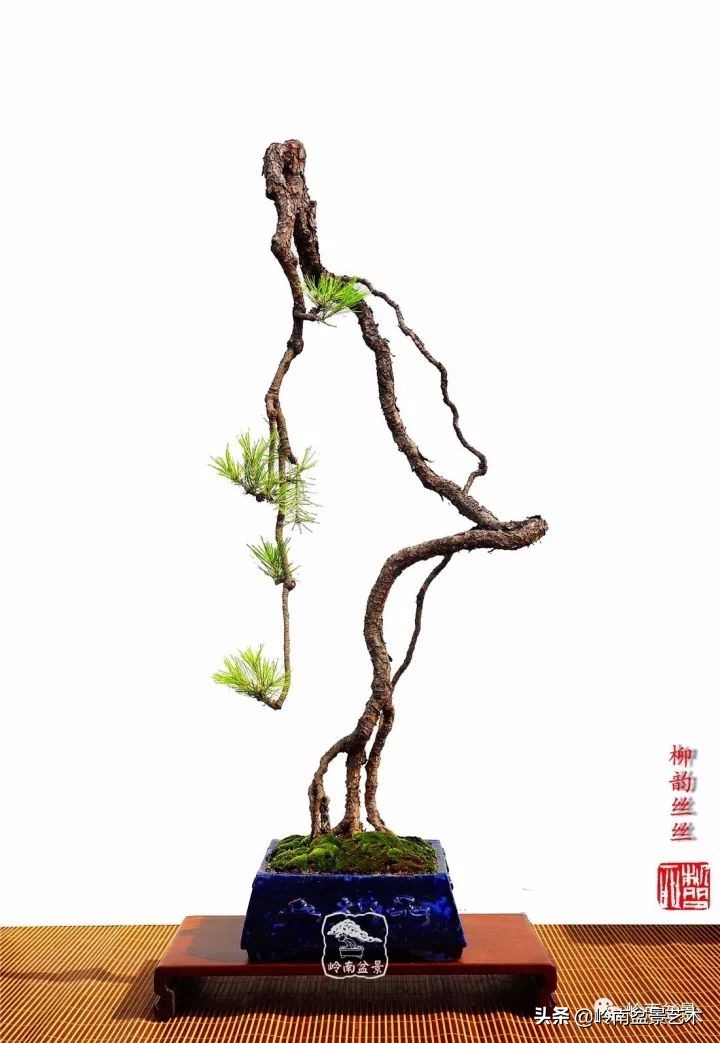 以根代杆下细上粗式盆景图片,各种老根盆景