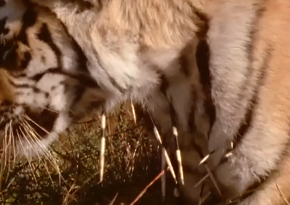 科学家把两头老虎运到非洲，这样的入侵，狮子还能保住地位吗？