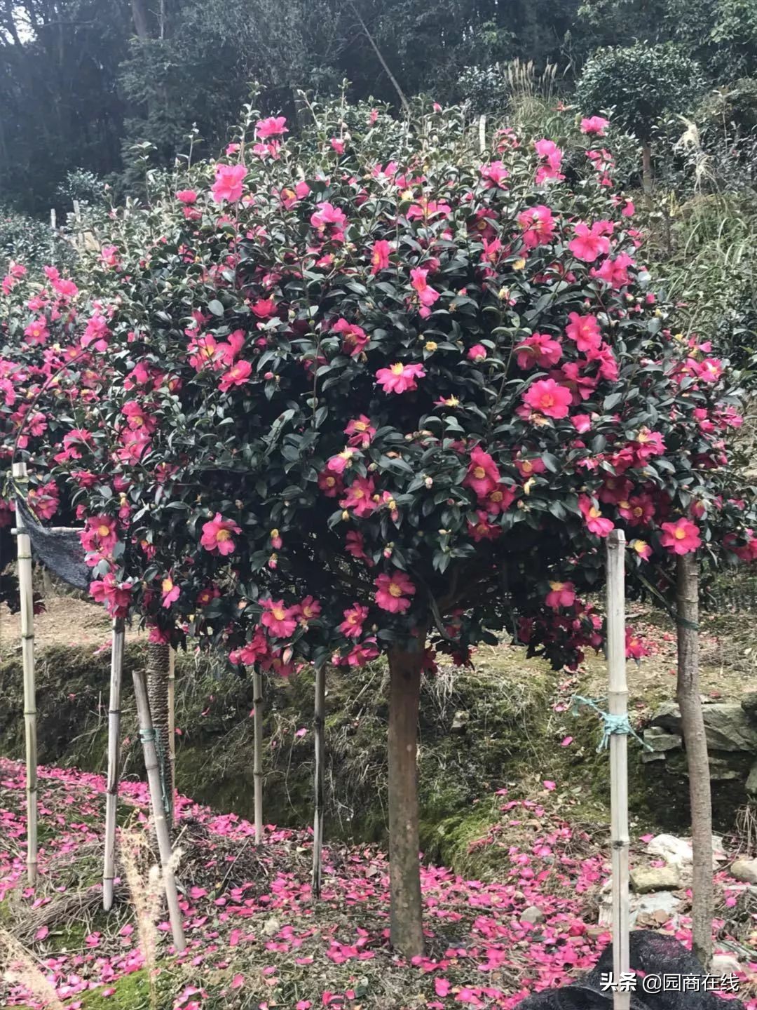 本地大型苗木快速起苗品种齐全,高杆苗木培育技术