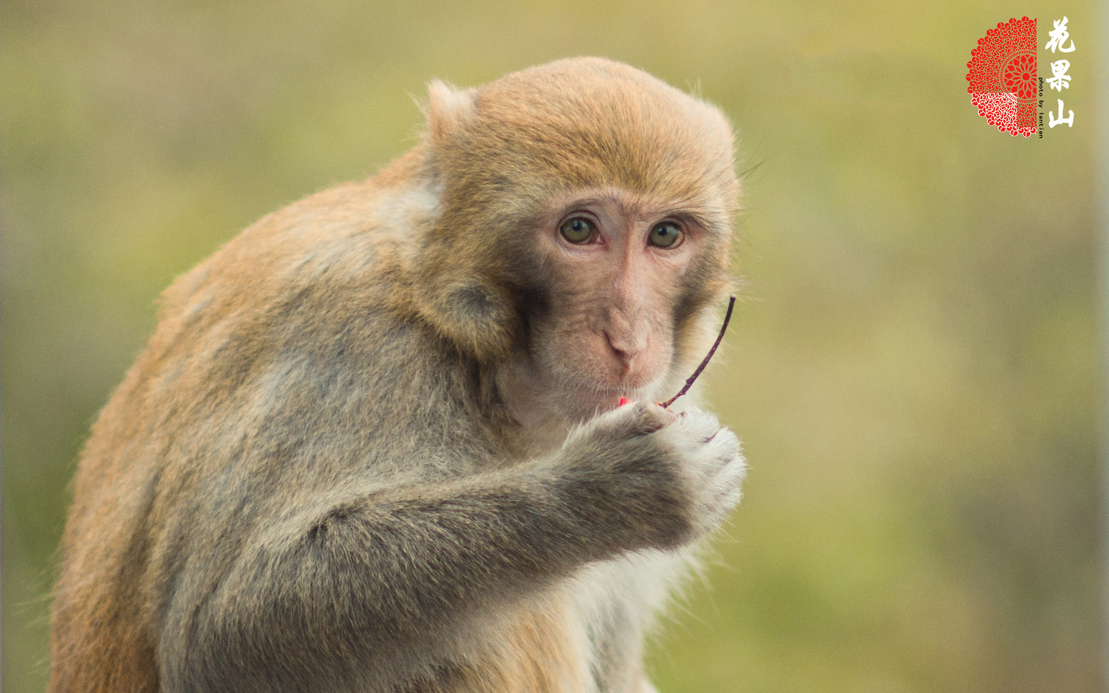 连云港著名景点花果山的传说,连云港的花果山景区