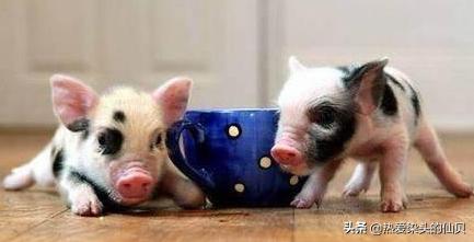 茶杯猪相当于人类智商,茶杯猪是什么样的猪