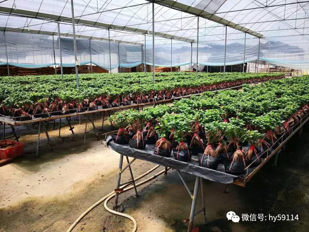 榕树、苏铁从欧盟禁止进口的目录清单中移除