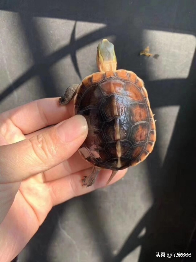 台缘龟苗价格,越南金钱龟苗价格