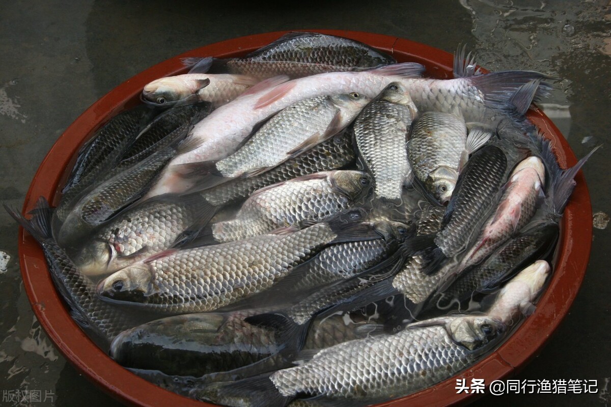鲫鱼垂钓最佳方法,怎样钓鲫鱼首先要考虑这几个因素