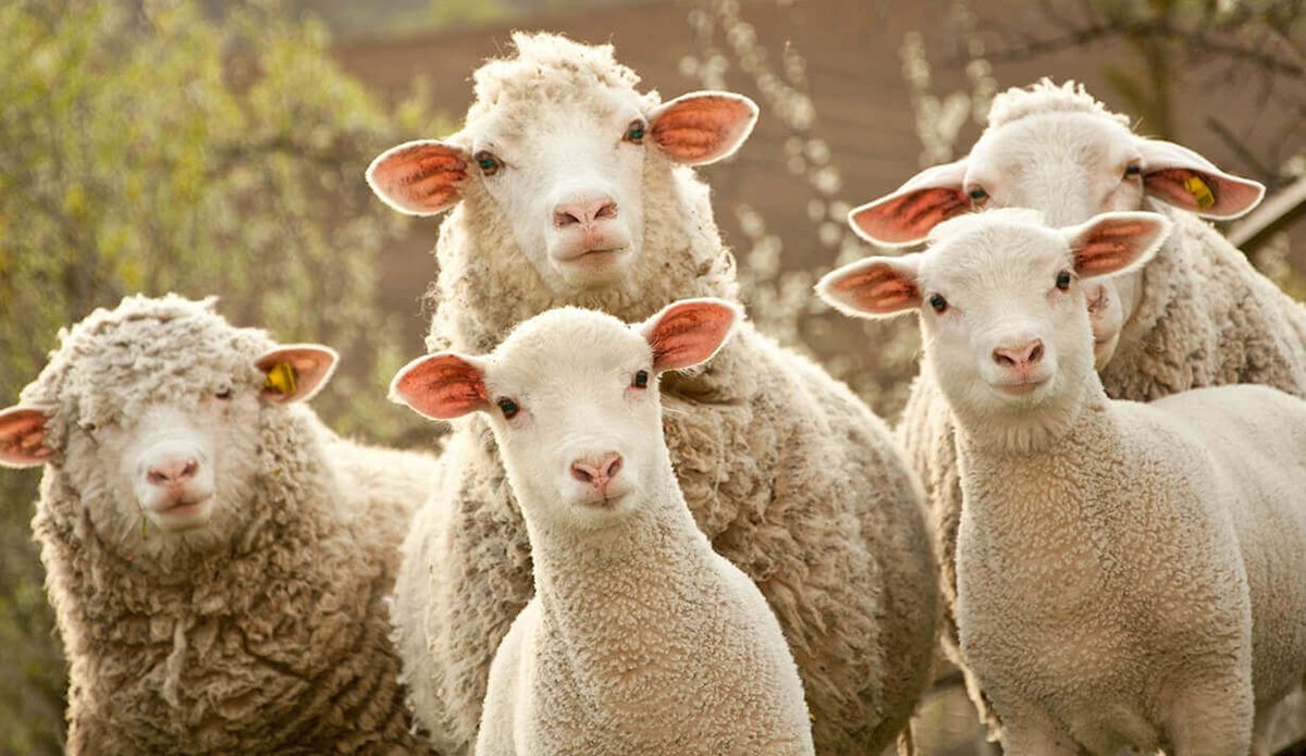 羊毛*党**又来了，拼多多变“薅”多多