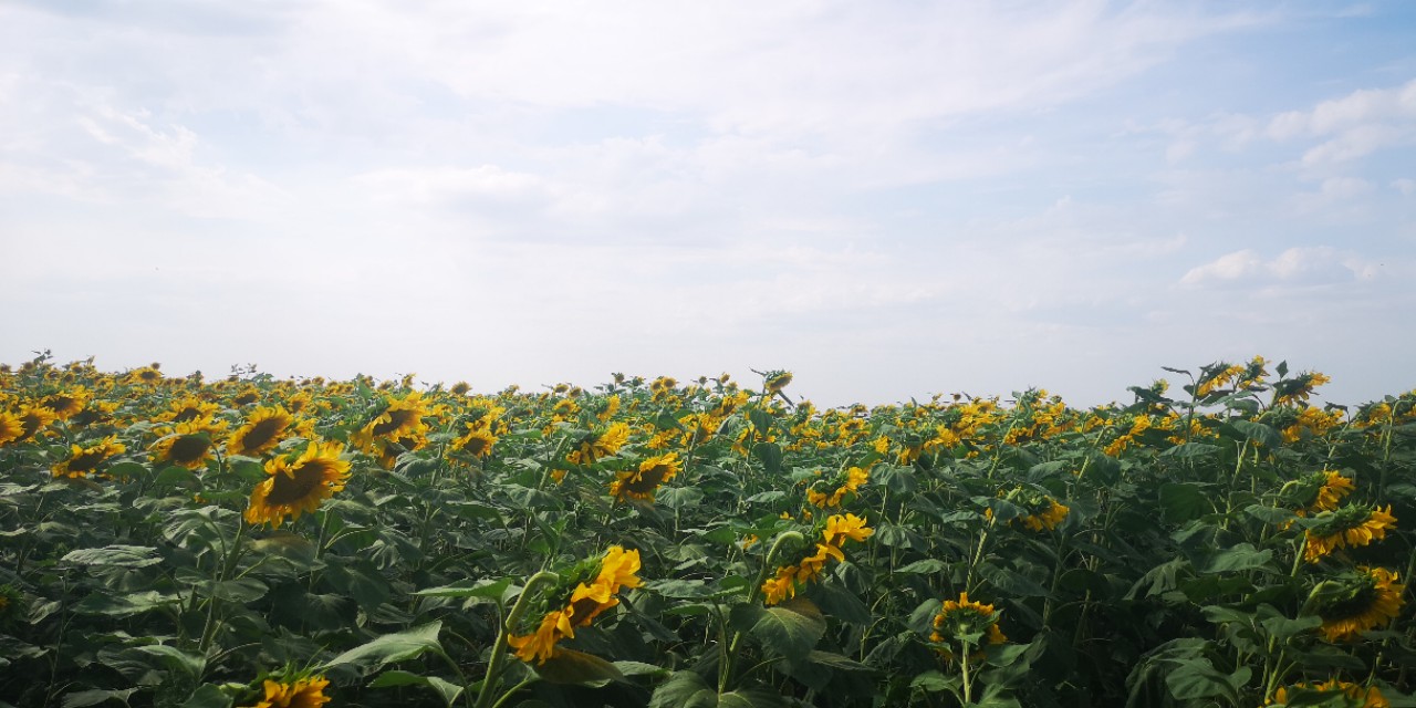 最新江布拉克5月份景色,江布拉克7月美吗