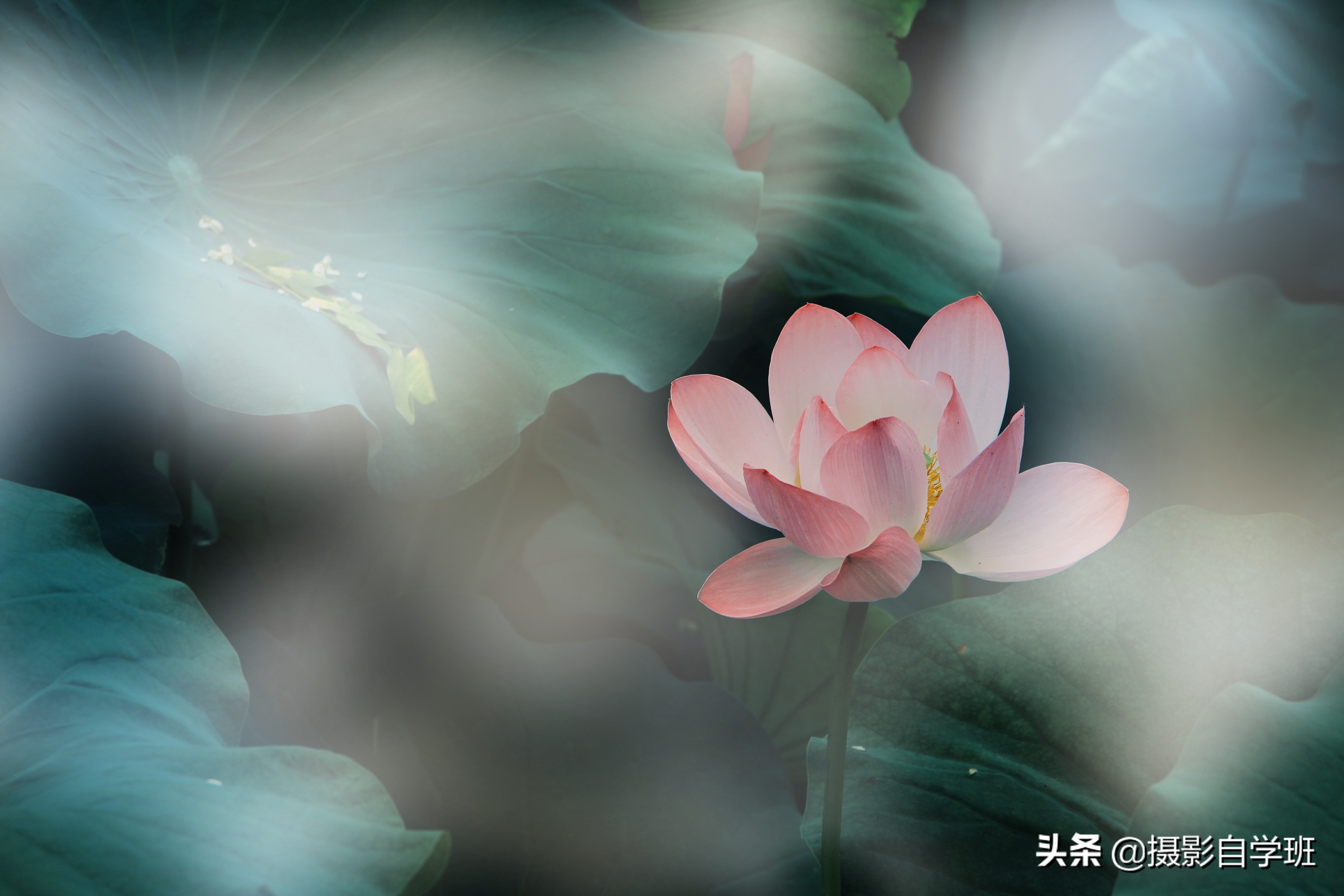 雾里看花怎么拍,雾景的拍摄技巧拍出雾气朦胧大片